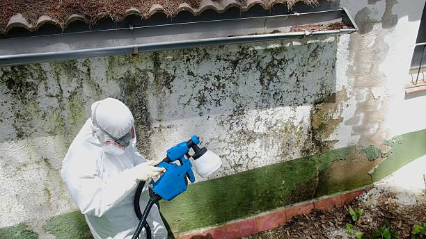 Trusted Mold Removal service in Lebanon, KY - Cheap Mold Removal